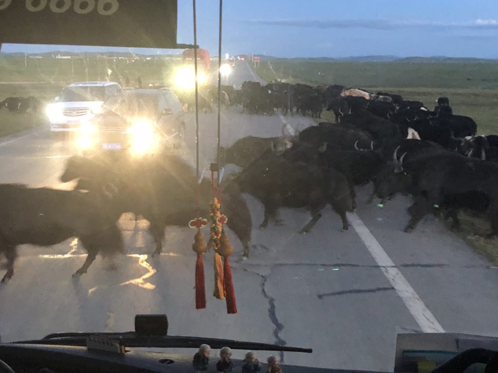 Driving through a Yak herd
